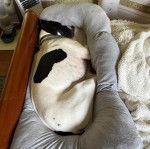 Un Bull Daniff allongé dans un panier et portant un collier autour du cou