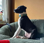 Un Bull Daniff assis sur un canapé et portant un collier autour du cou