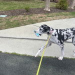 Un Bull Daniff marchant sur une surface bétonnée et qui est tenu en laisse 