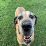 Un Bull Daniff sur un terrain herbeux et ayant la gueule légèrement ouverte 
