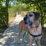 Un Bull Daniff sur une surface bétonnée et qui est tenu en laisse 