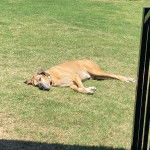 Un Bull Daniff allongé sur un terrain herbeux et portant un collier autour du cou 