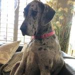 Un Bull Daniff assis sur un canapé et portant  un collier autour du cou