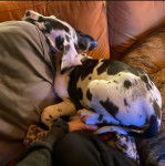 Un Bull Daniff allongé sur un canapé et semblant détendu