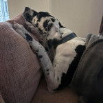 Un Bull Daniff allongé sur un canapé et portant un collier autour du cou