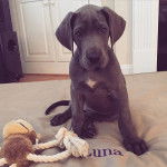 Un Bull Daniff assis et regardant vers la caméra 