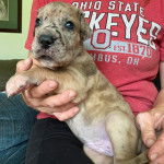 Un chiot Bull Daniff dans les bras d'une personne et semblant détendu