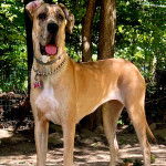 Un Bull Daniff portant un collier autour du cou et tirant la langue