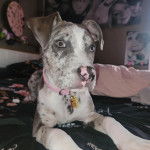 Un Bull Daniff allongé sur un lit et portant un collier autour du cou