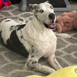 Un Bull Daniff allongé sur une moquette et ayant la gueule légèrement ouverte