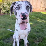 Un Bull Daniff assis sur un terrain herbeux et tirant la langue 