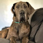 Un Bull Daniff allongé sur un canapé et portant un collier autour du cou