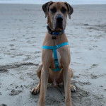 Un Bull Daniff assis sur une surface sableuse et portant un harnais 