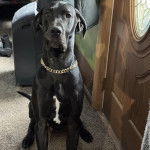 Un Bull Daniff assis sur une moquette et portant un collier autour du cou