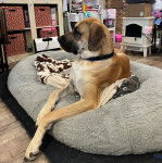 Un Bull Daniff allongé dans un panier et portant un collier autour du cou