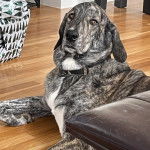 Un Bull Daniff allongé sur un plancher et portant un collier autour du cou