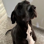 Un Bull Daniff assis sur un tapis et semblant détendu