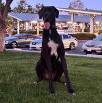 Un Bull Daniff assis sur un terrain herbeux et ayant la langue pendante 