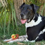 Un Bull Daniff allongé sur un terrain herbeux et tirant la langue 