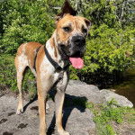 Un Bull Daniff portant un collier autour du cou et tirant la langue 