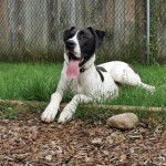 Un Bull Daniff allongé sur une surface gazonnée et ayant la langue pendante 