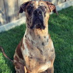 Un Bull Daniff assis sur un terrain herbeux et semblant détendu 