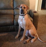 Un Bull Daniff assis sur une moquette et portant un collier autour du cou