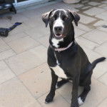 Un Bull Daniff assis sur une surface bétonnée et portant un collier autour du cou