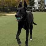 Un Bull Daniff sur une surface gazonnée et ayant une balle dans sa gueule 