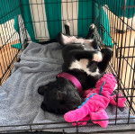 Un Bull Daniff allongé sur le dos dans une cage et semblant détendu