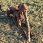 Un Bull Daniff portant un harnais et ayant un bâton dans sa gueule 