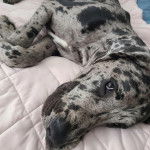 Un Bull Daniff allongé et regardant vers la caméra 