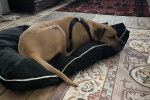 Un Bull Daniff allongé sur un lit pour chien et portant un harnais 