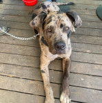 Un Bull Daniff allongé et qui est tenu en laisse 