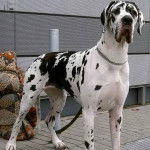 Un Bull Daniff sur un sol pavé et qui est tenu en laisse 