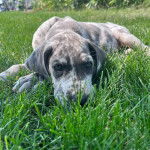 Un Bull Daniff allongé sur un terrain herbeux et regardant vers la caméra 