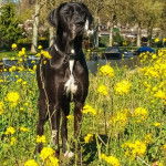 Un Bull Daniff sur une surface herbacée et portant un collier autour du cou