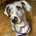 Un Bull Daniff assis sur un plancher et portant un harnais