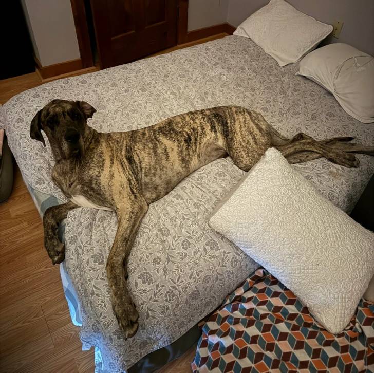 Un Bull Daniff allongé sur un lit et regardant vers la caméra 