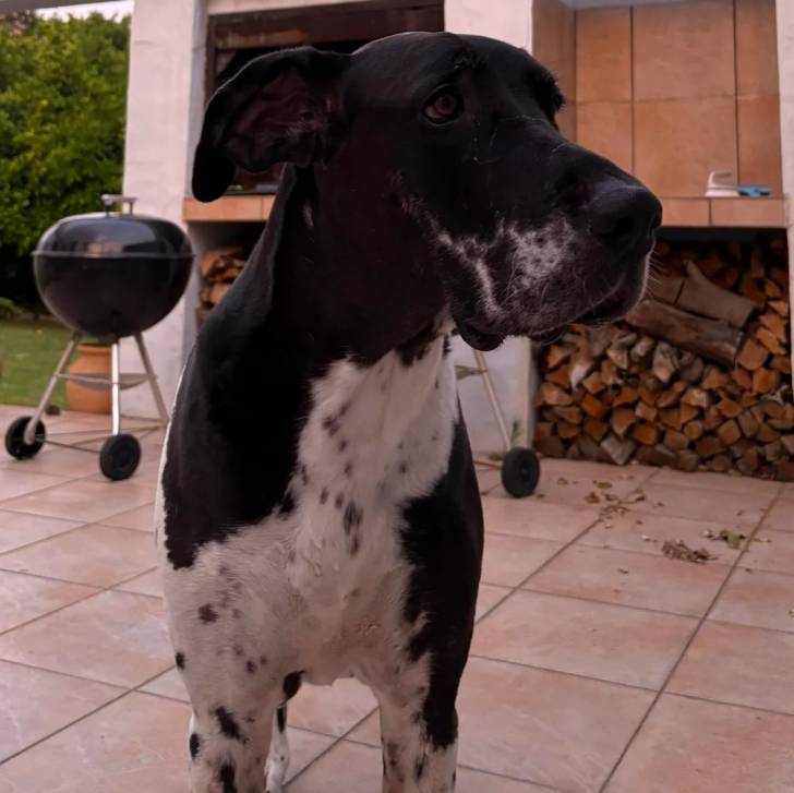 Un Bull Daniff sur un sol carrelé et semblant détendu 