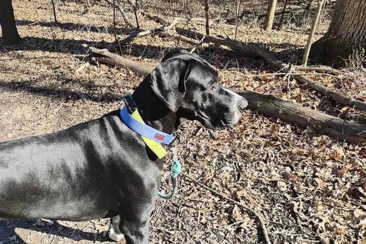 Un Bull Daniff sur un terrain herbeux et qui est tenu en laisse 