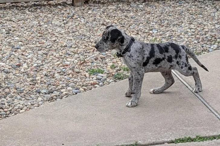 Un chiot Bull Daniff sur une surface bétonnée et portant un collier autour du cou