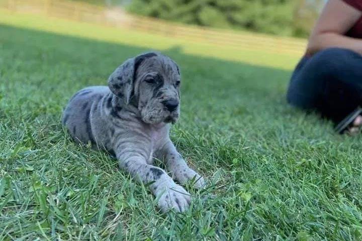 Un chiot Bull Daniff allongé sur un terrain herbeux et semblant détendu 