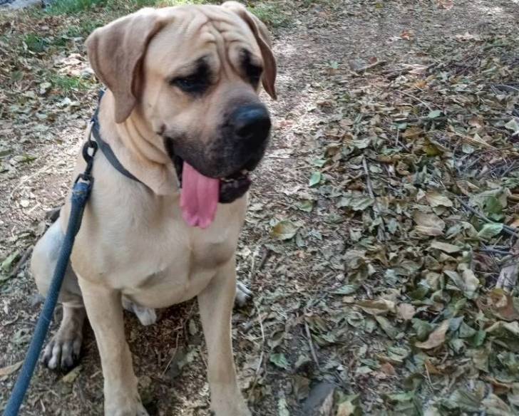 Un Bull Daniff ayant la langue pendante et qui est tenu en laisse 