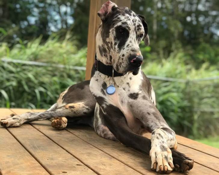 Un Bull Daniff allongé sur un plancher et portant un collier autour du cou