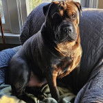 Un Bull Pei sur un canapé et regardant vers la caméra