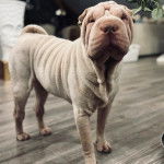 Un Bull Pei allongé sur un plancher et semblant détendu