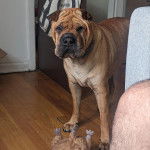 Un Bull Pei sur un plancher et regardant vers la caméra 