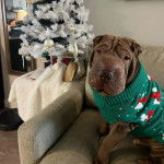 Un Bull Pei assis sur un canapé et portant un habit pour chien 
