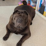 Un Bull Pei allongé sur un tapis et semblant détendu 